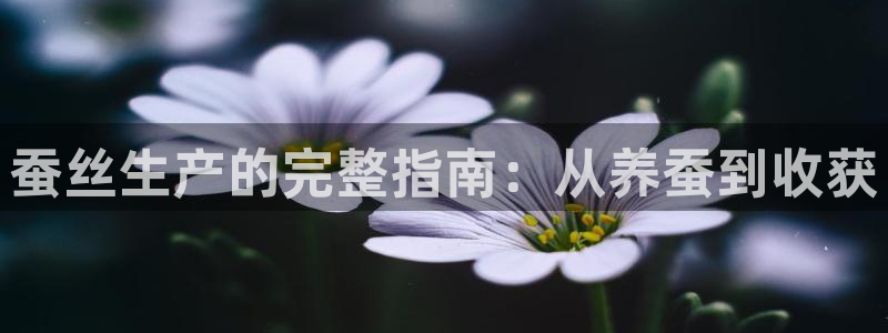 所有彩神购买首页都一样吗：蚕丝生产的完整指南：从养蚕到收获