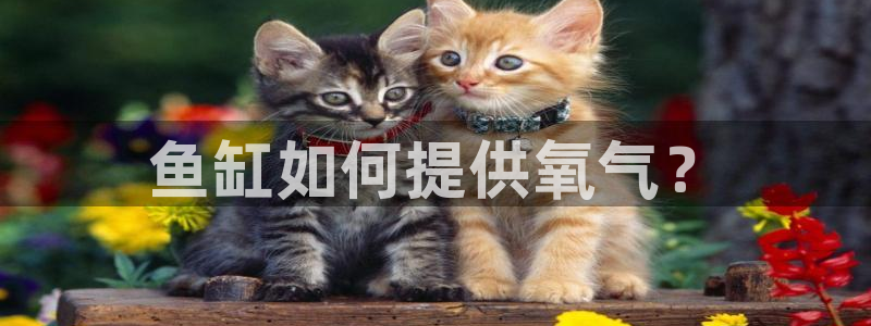 彩神vip购彩：鱼缸如何提供氧气？